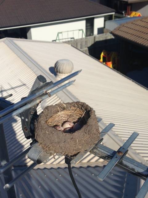 Bird’s Nest Causing Antenna Reception Issues On The Sunshine Coast