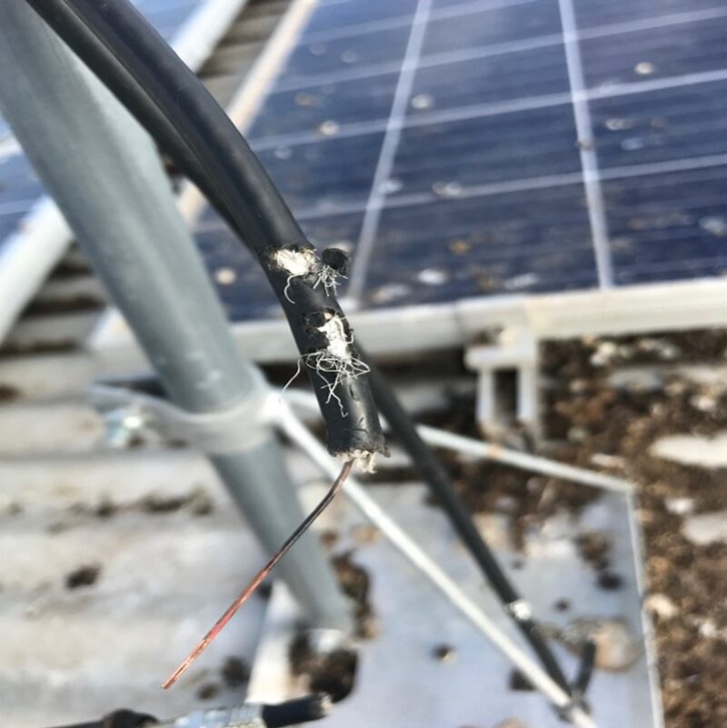 Protecting Antenna Cabling from Birds: A Simple Solution
